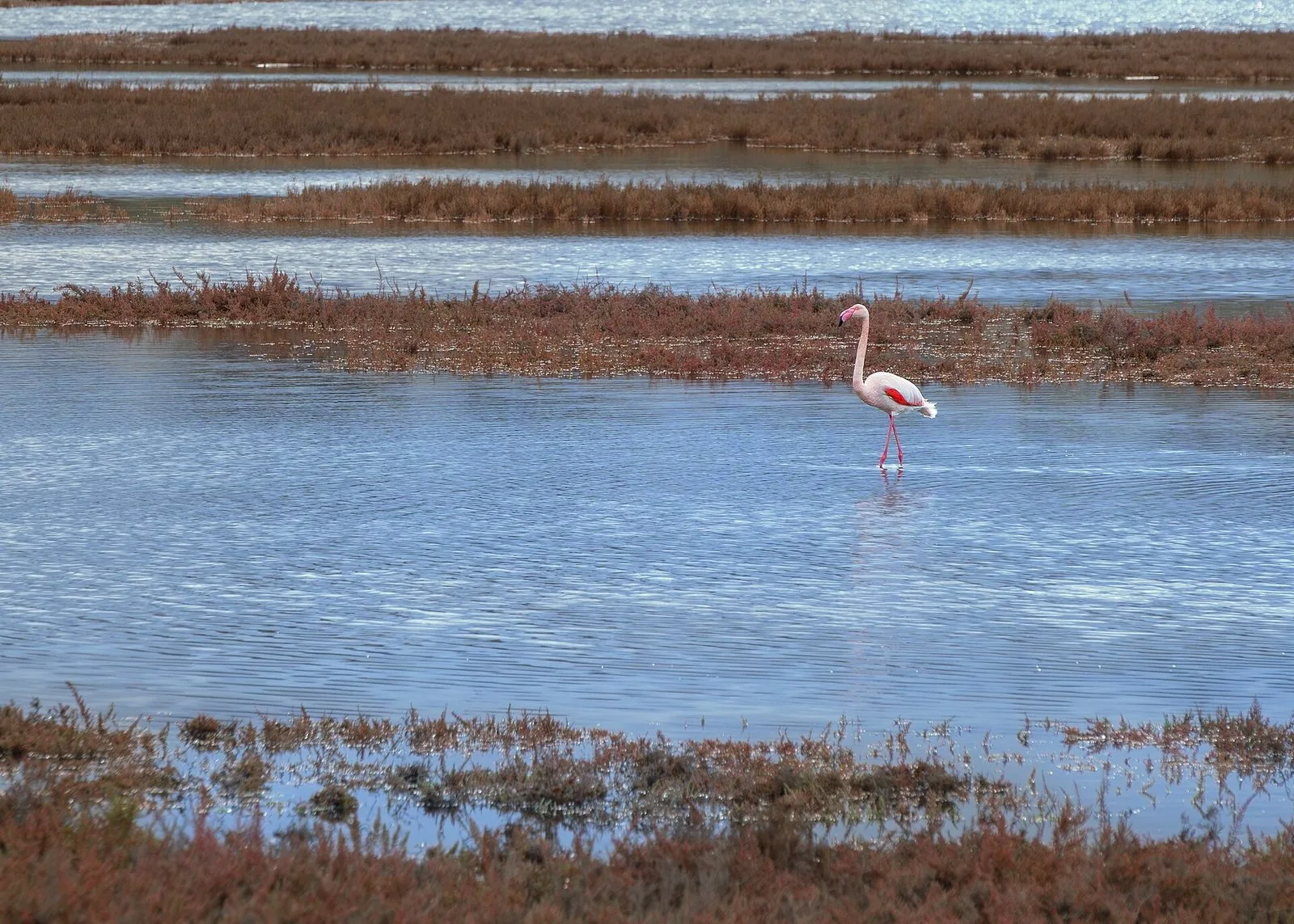 Un fenicottero rosa cammina nell'acqua bassa della Palude La Vela, tra strisce di vegetazione palustre rossastra