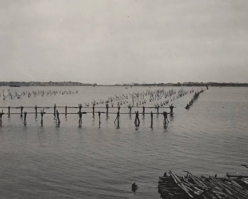 Gli impianti per l'allevamento delle cozze nel Mar Piccolo di Taranto in una fotografia del 1934